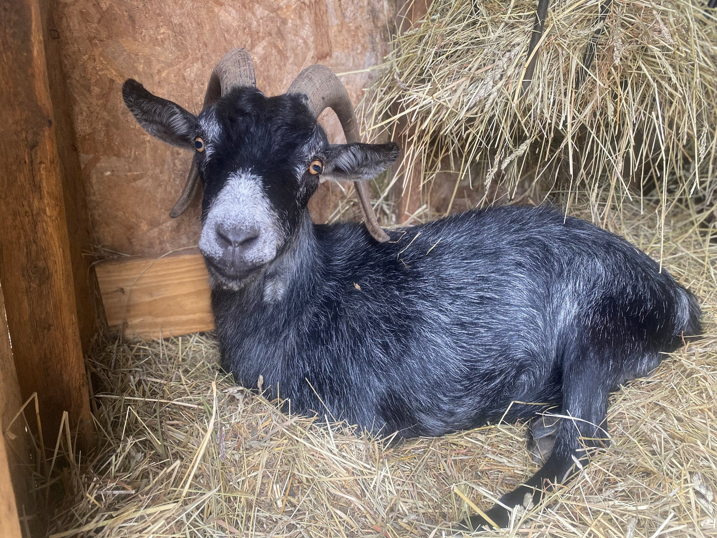 Bale of hay